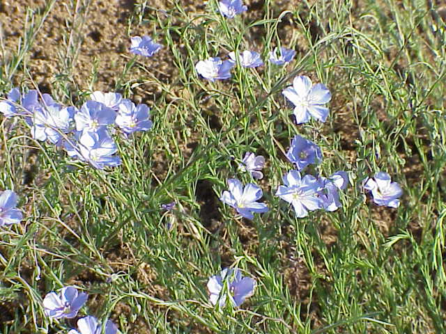 File:Linum lewisii1.jpg