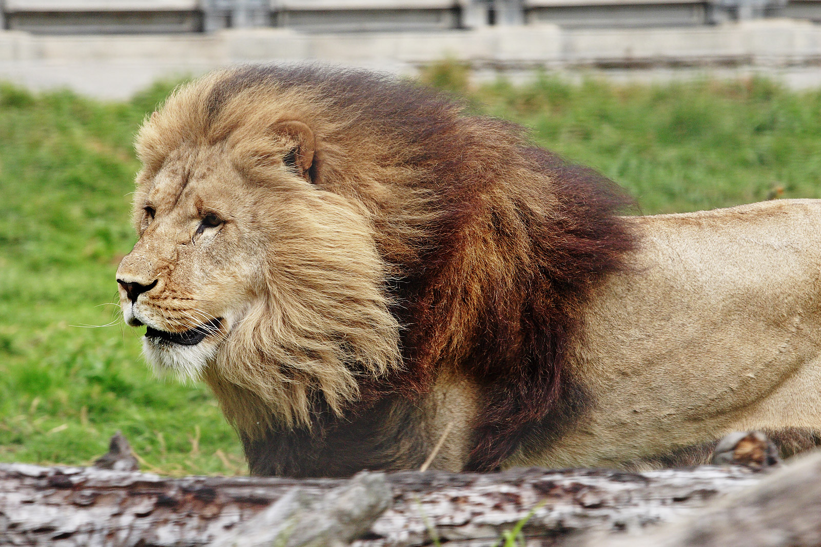 Лев 003. 3 Льва. Масайский Лев. 3 Месяца льву. Melbourne Zoo.