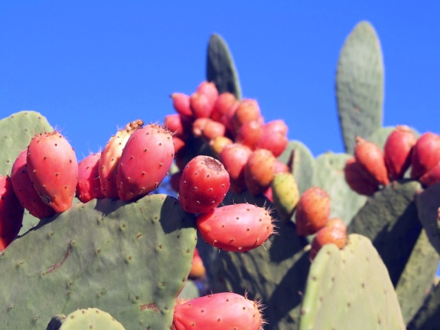 File:Luther Burbank Spineless Cactus.jpg