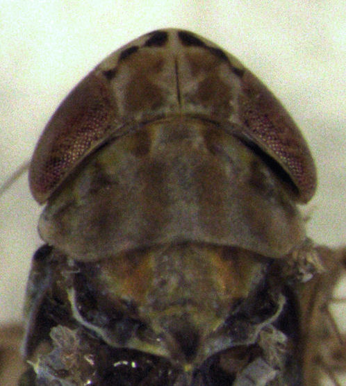 File:Maiestas vetus head, pronotum, and scutellum.jpg