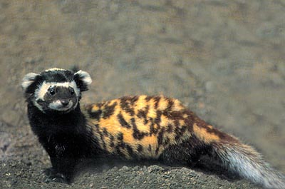 The average adult weight of a Marbled polecat is 594 grams (1.31 lbs)