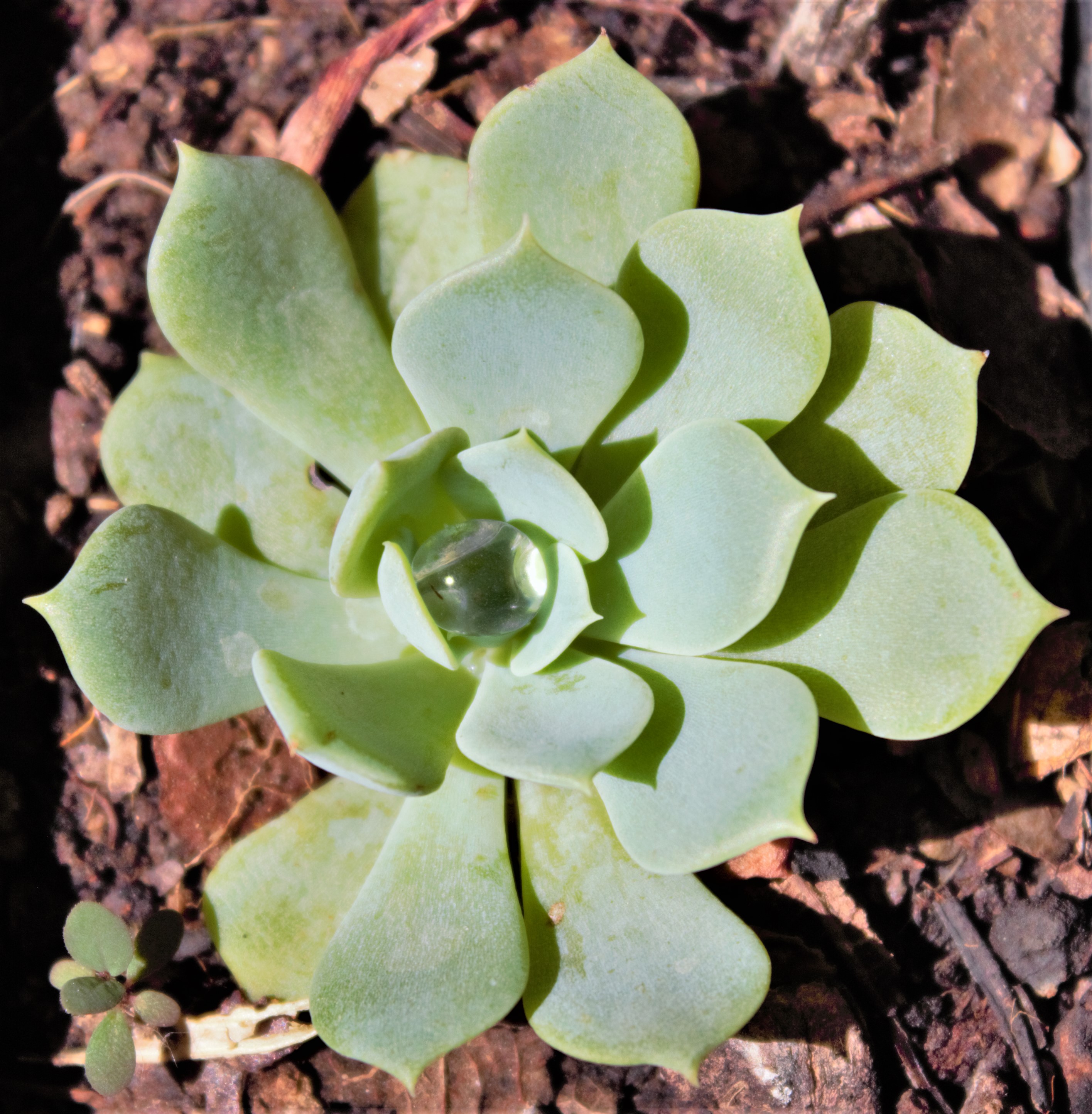 РЎСѓРєРєСѓР»РµРЅС‚ Echeveria peacockii