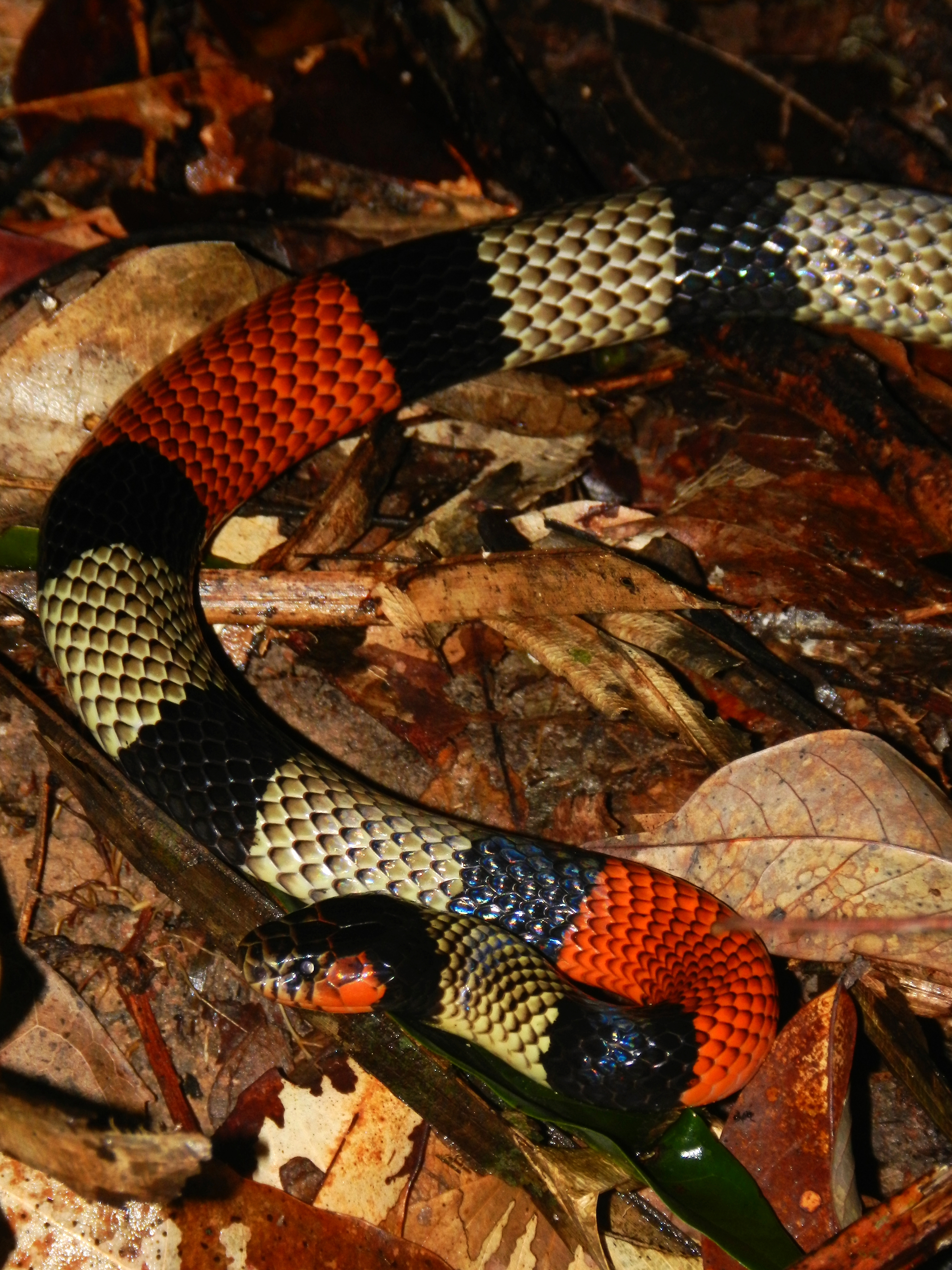 Cobra coral - Répteis - InfoEscola