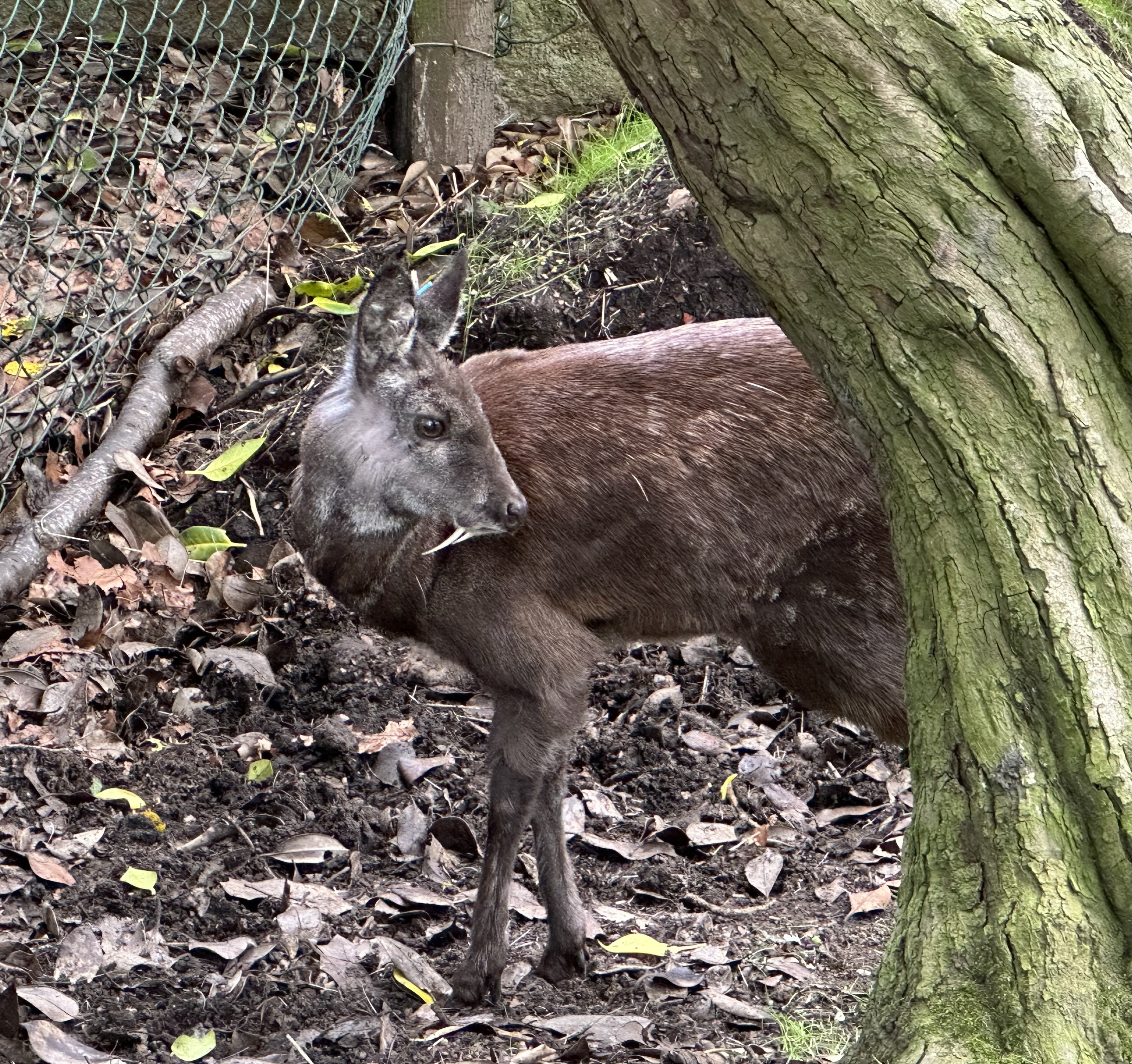 Musk deer in Edinburgh Zoo