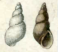 <i>Ondina obliqua</i> Species of gastropod