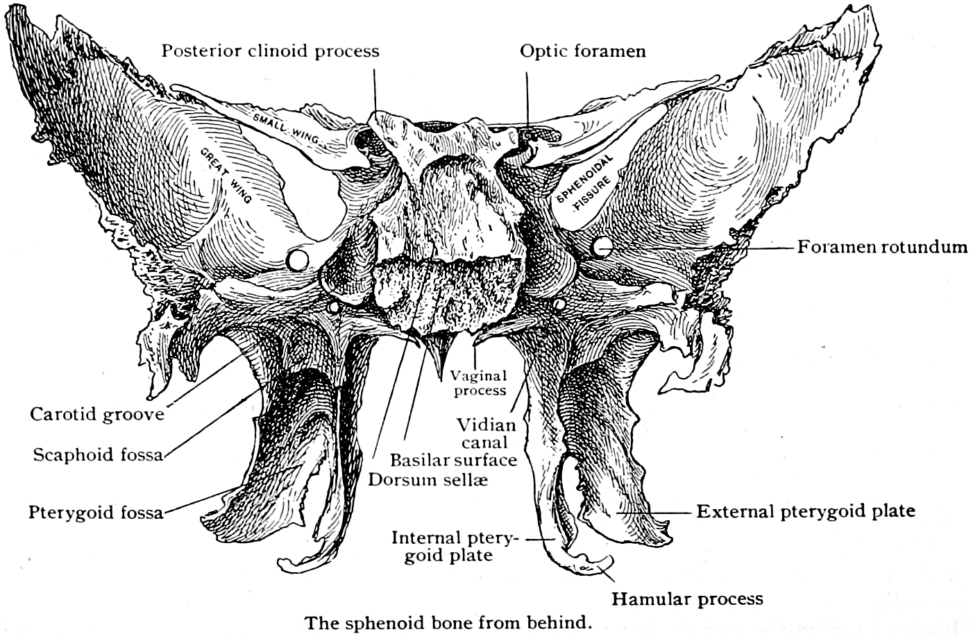 Posterior clinoid