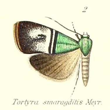 File:Pl.1-02-Saptha smaragditis Meyrick, 1905 (Tortyra).jpg