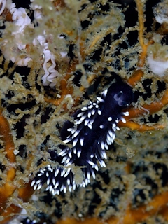 Protaeolidiella atra