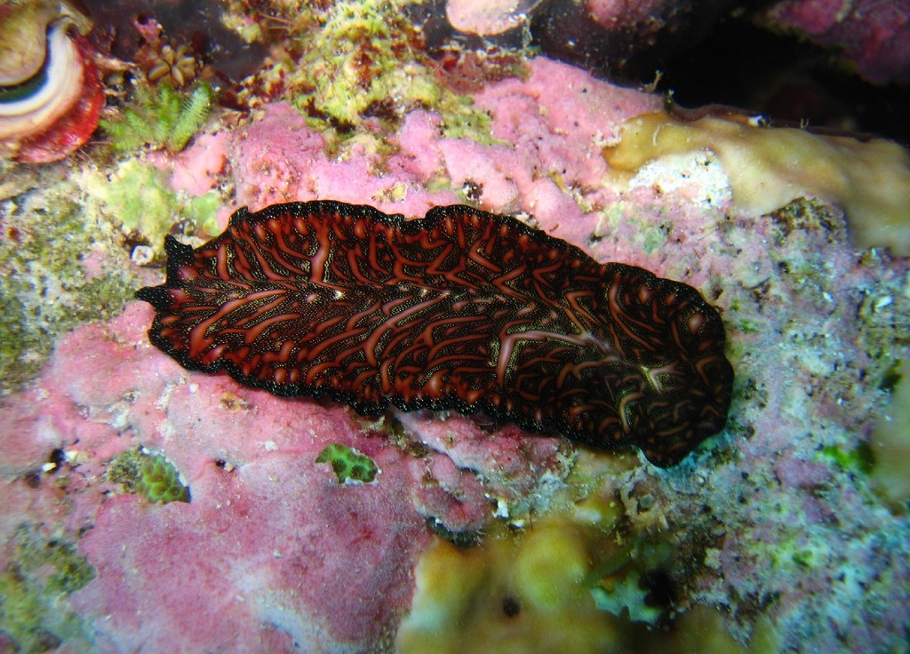 embranchement des platyhelminthes