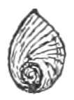 File:Pyrgulopsis nevadensis operculum.jpg