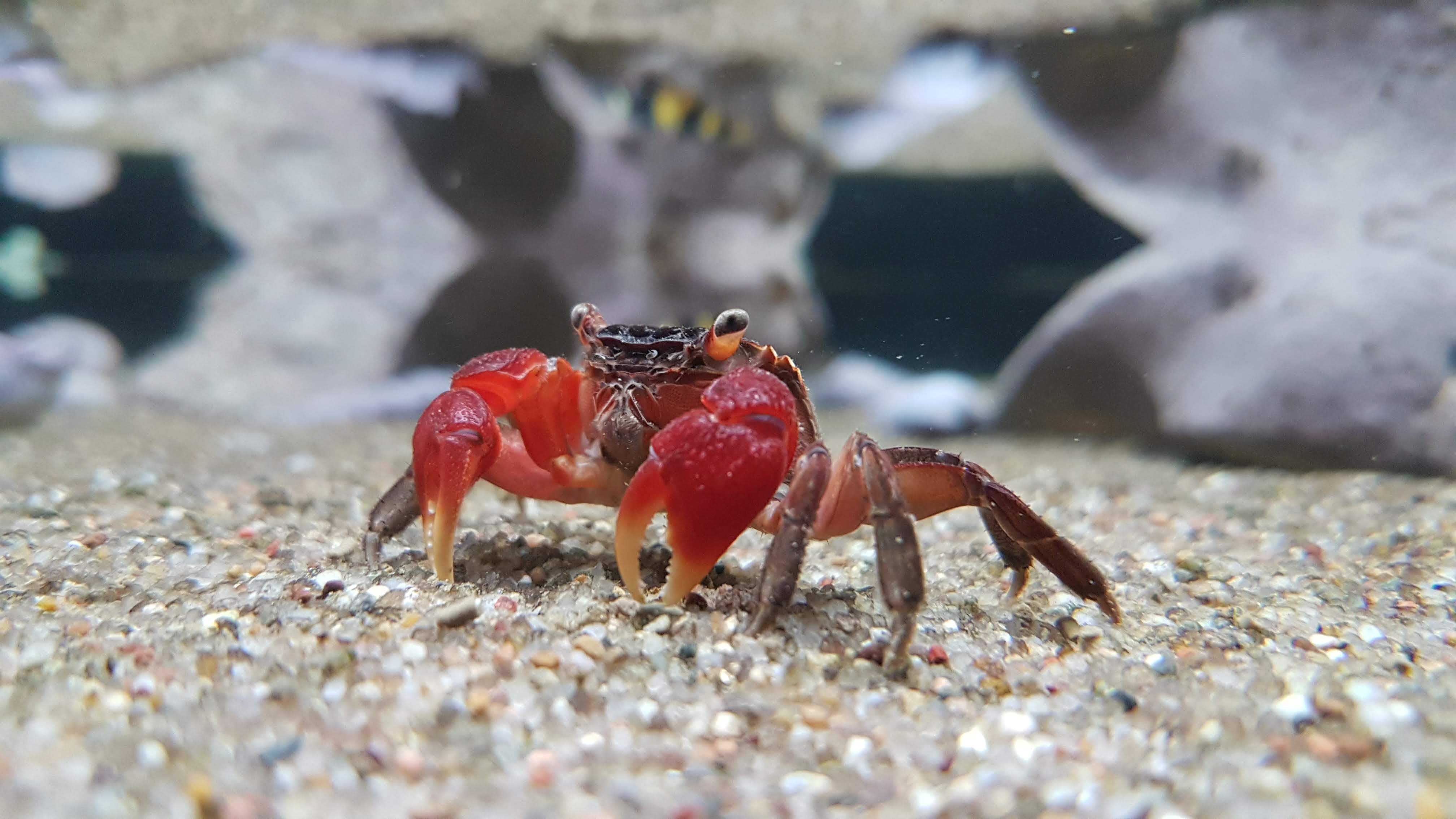 Red clawed crab care