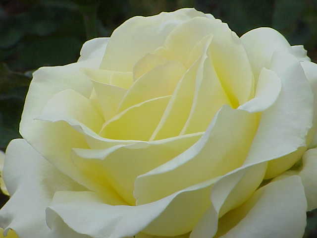 Rosa sp.90