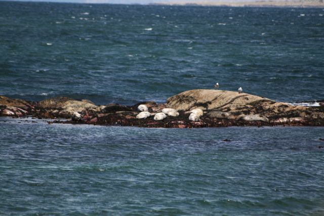File:Seals Basking on Rocks at Ronachan - geograph.org.uk - 754653.jpg