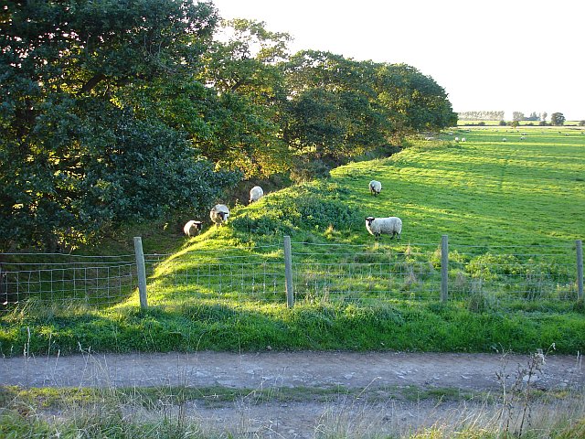 File:Sheep near Conyer Creek - geograph.org.uk - 272686.jpg