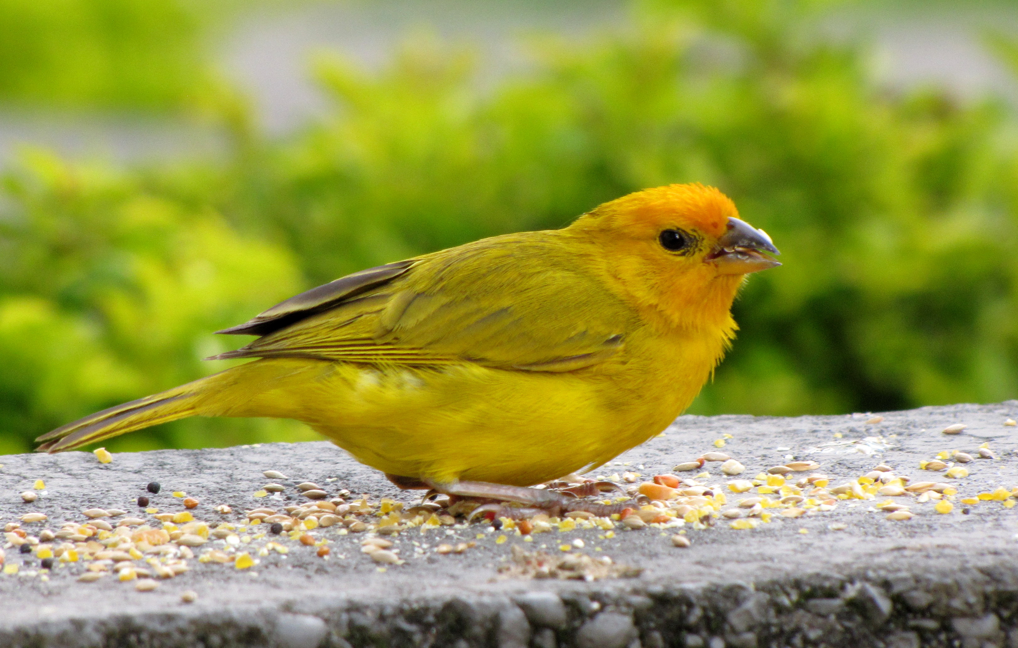 Cuanto dura un canario amarillo