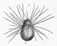 <i>Sticholonche</i> Genus of single-celled organisms