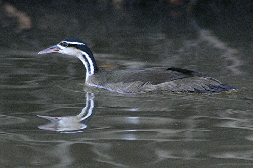 File:Sungrebe2.jpeg