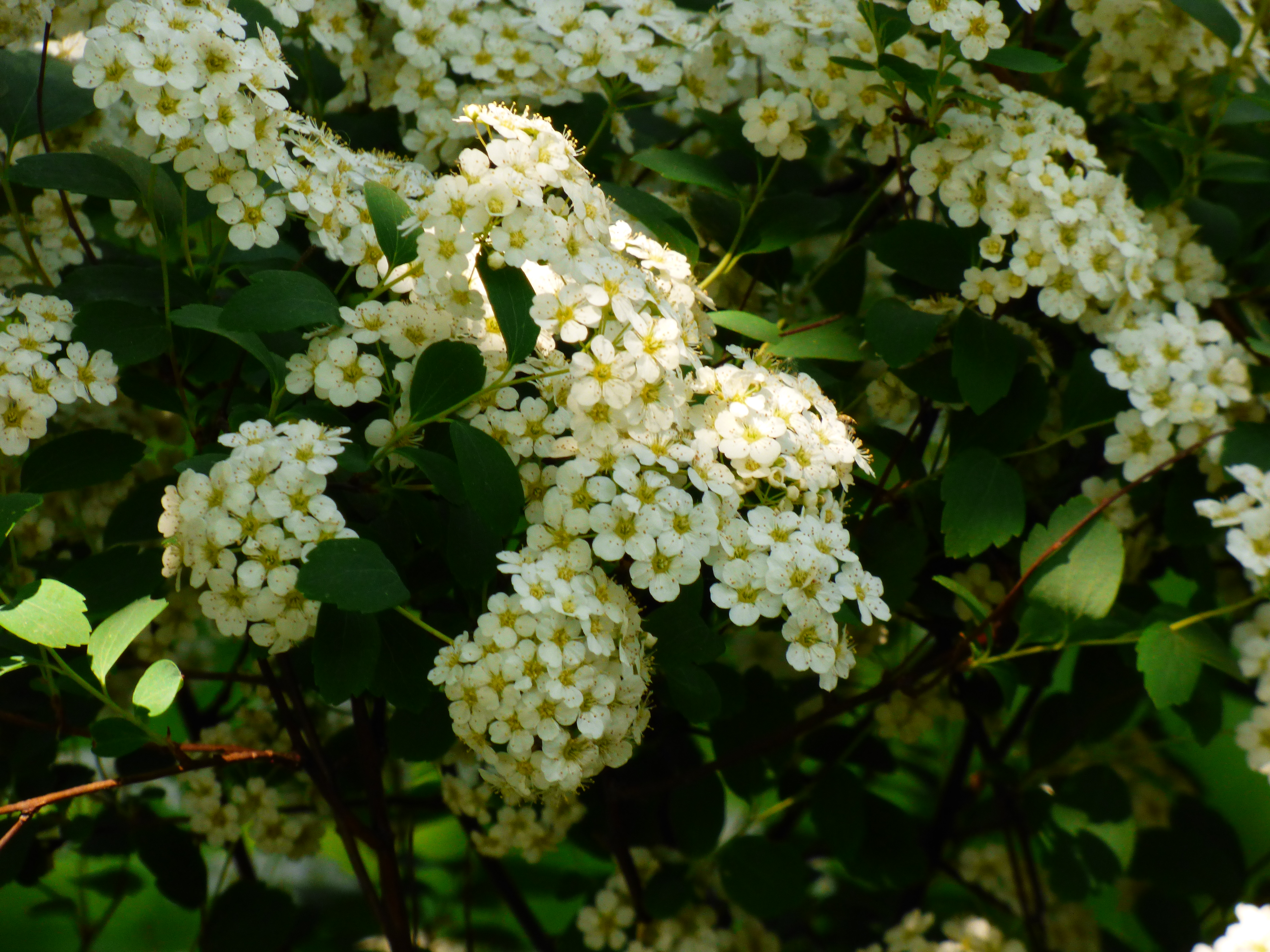 Спирея голд фонтейн. Spiraea beauverdiana. Спирея Вангутта осенью. Спирея Вангутта Голд. Спирея Вангутта Голд Фонтейн.