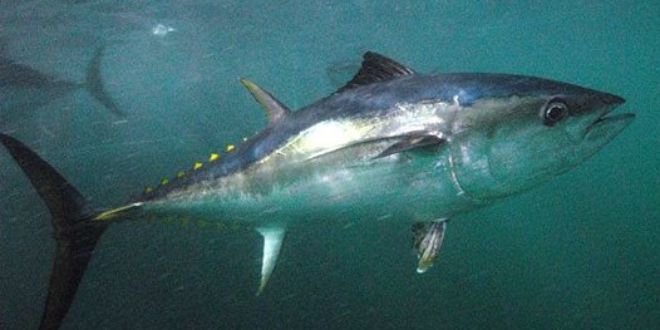 Southern bluefin tuna - Wikipedia