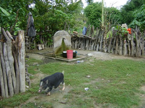 File:Timor Leste 2010 - Schwein und Brunnen.jpg