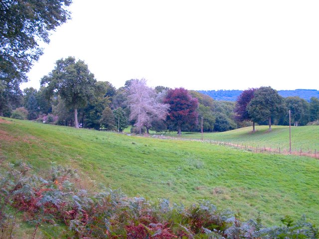 File:Trotton Marsh, Rogate, West Sussex - geograph.org.uk - 55116.jpg