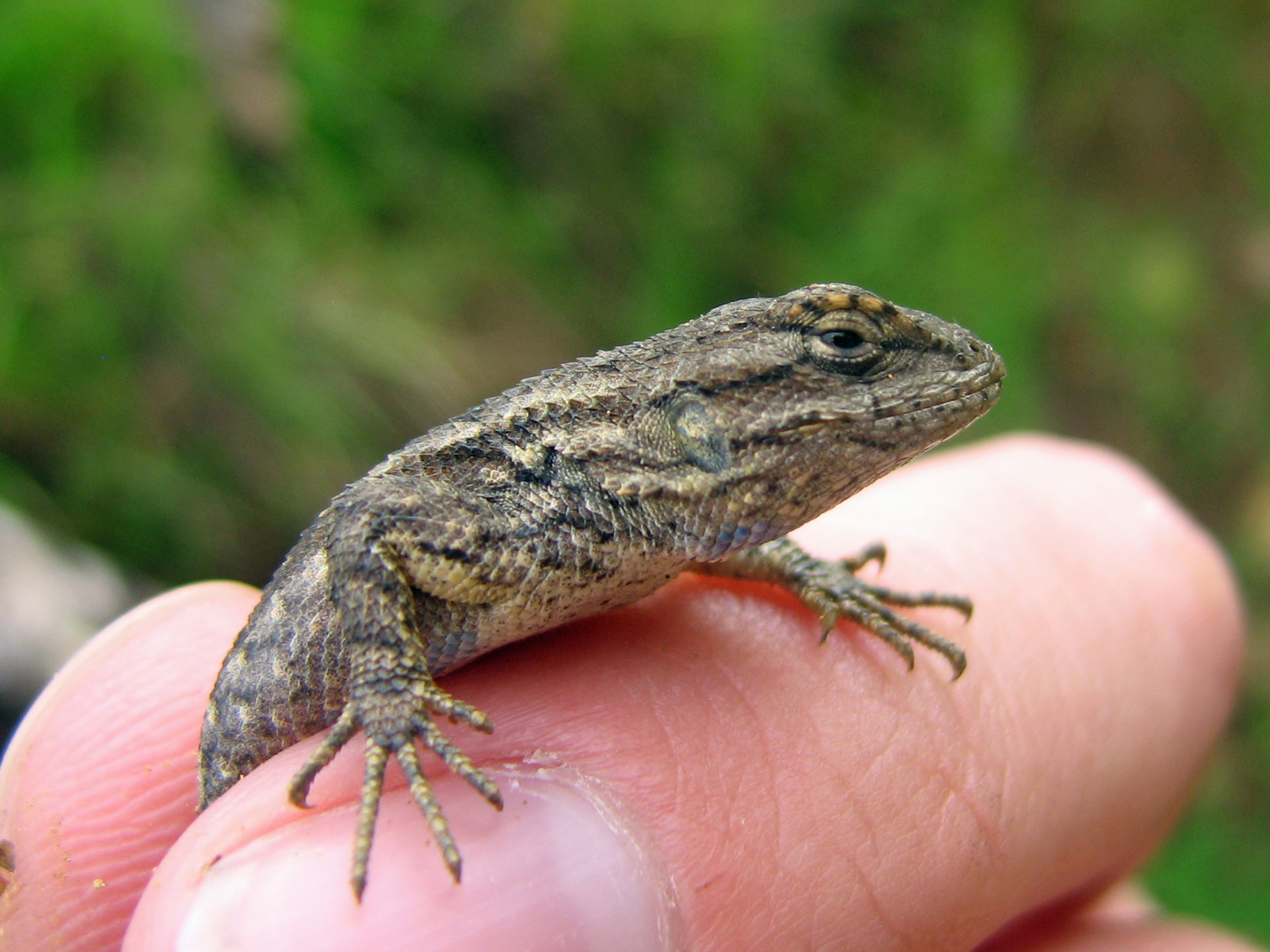 File:Western Fence Lizard - Flickr - GregTheBusker (3).jpg