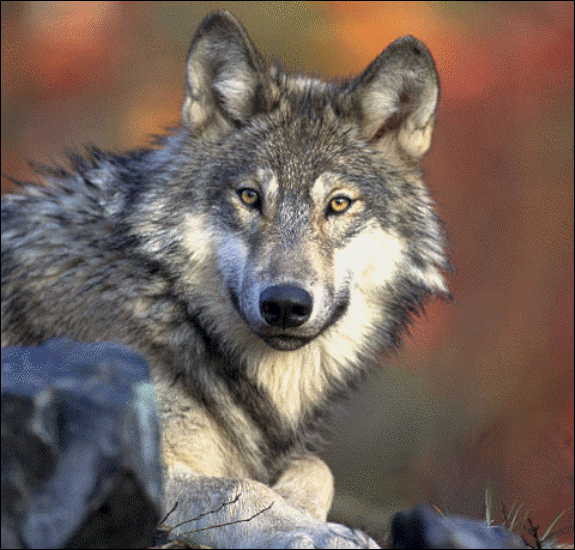 wolf lying down