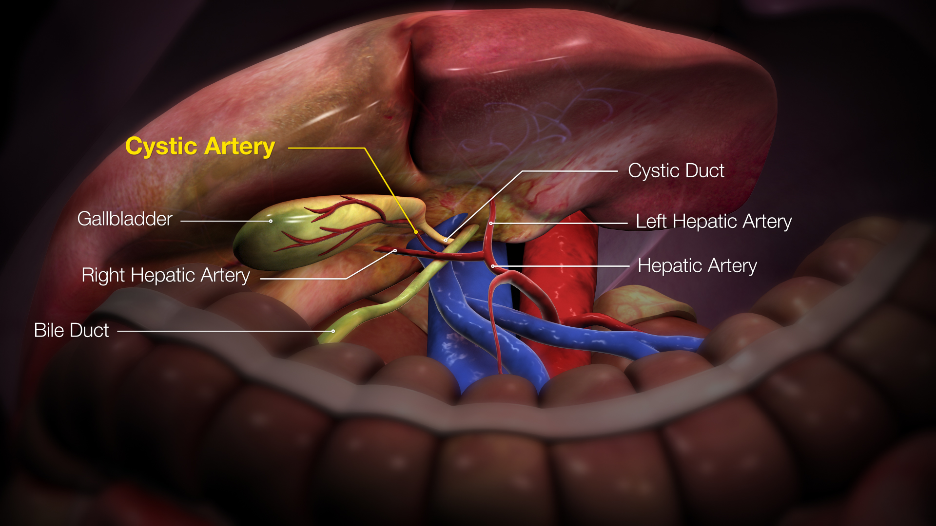 cystic duct