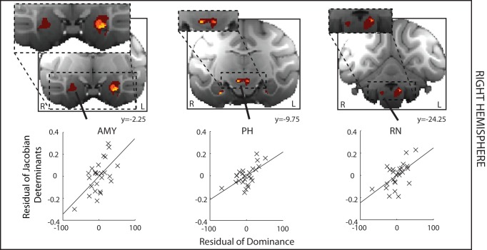 File:A-Neural-Circuit-Covarying-with-Social-Hierarchy-in-Macaques-pbio.1001940.g005.jpg