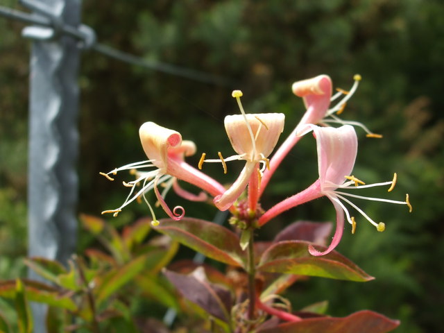 File:A lonely Honeysuckle - geograph.org.uk - 1369420.jpg