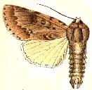 File:Acronicta dactylina.JPG