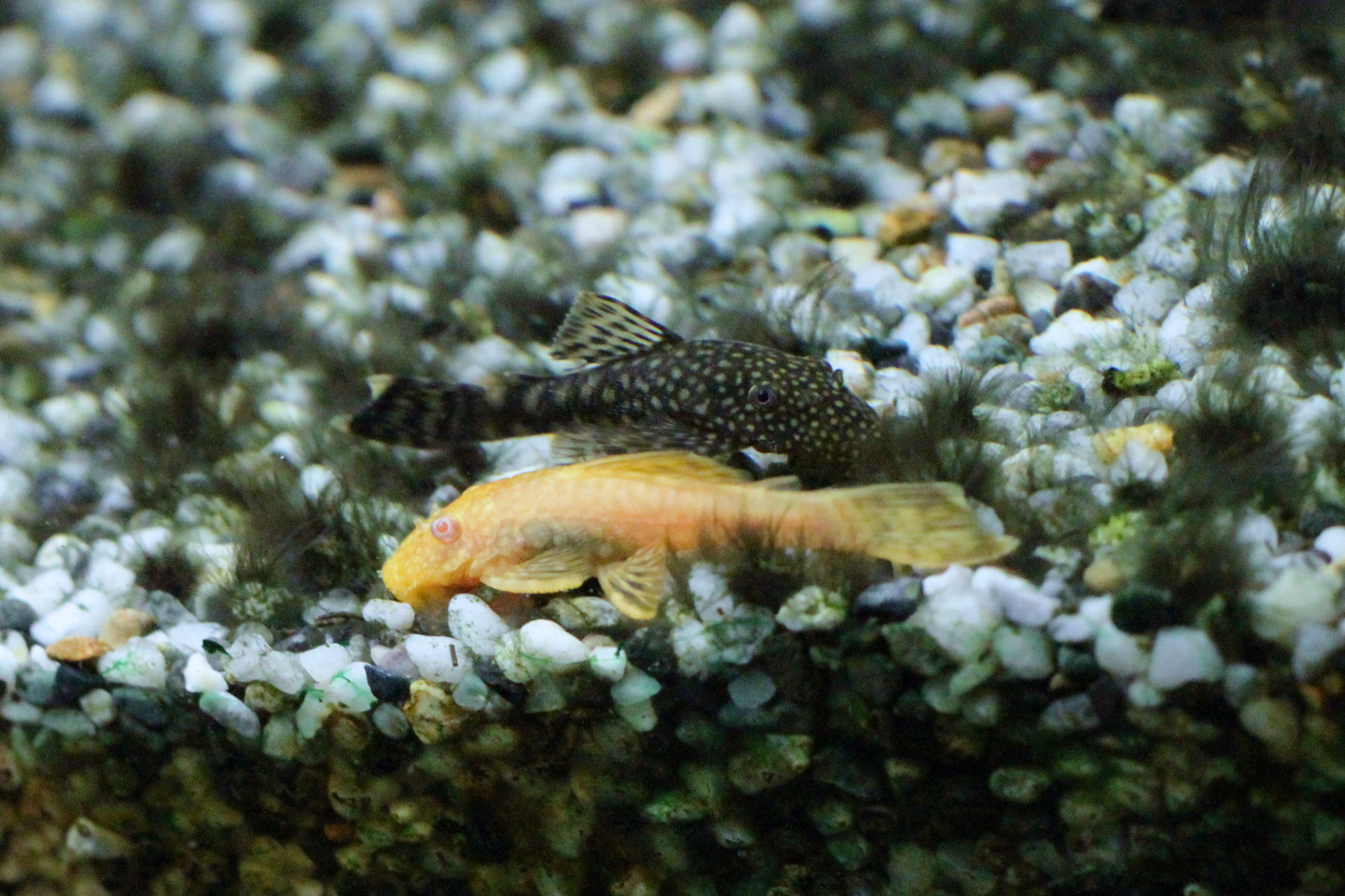 File:Albino Bristlenose Plecostomus.jpg - Wikimedia Commons