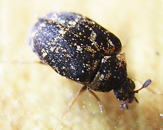 Black carpet beetle - Wikipedia