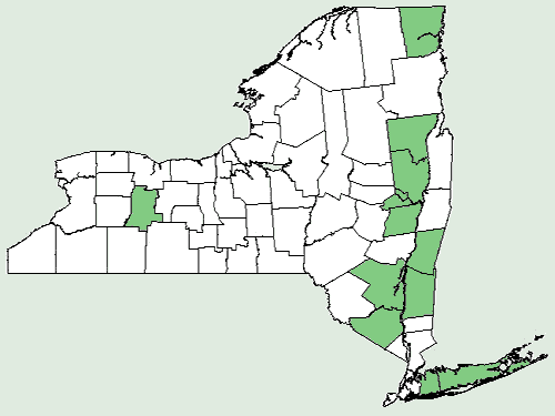 File:Asclepias amplexicaulis NY-dist-map.png