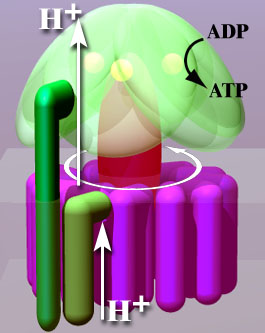Rotation engine of ATP synthase.