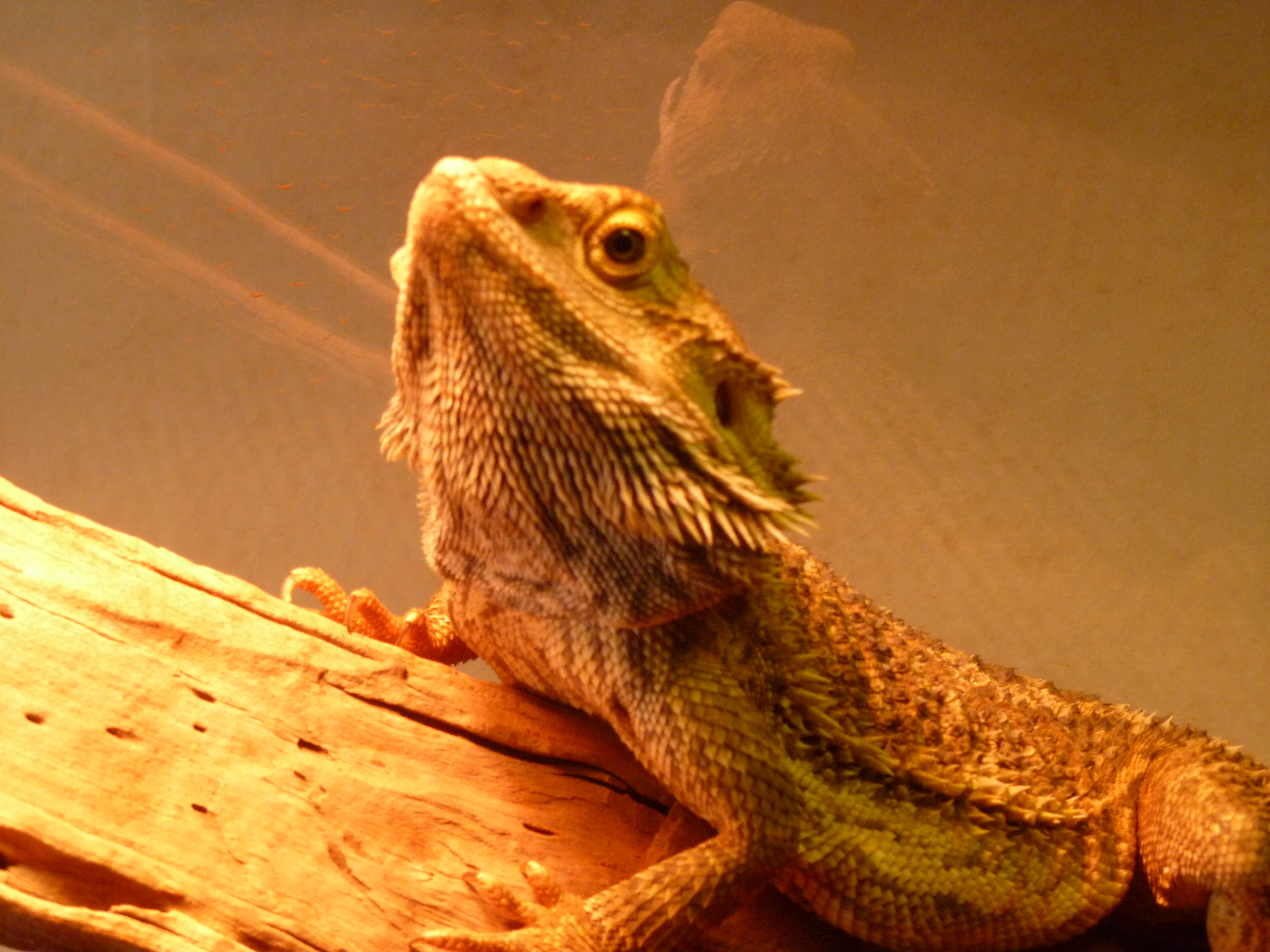 Bearded dragon named Charlie.jpg. 