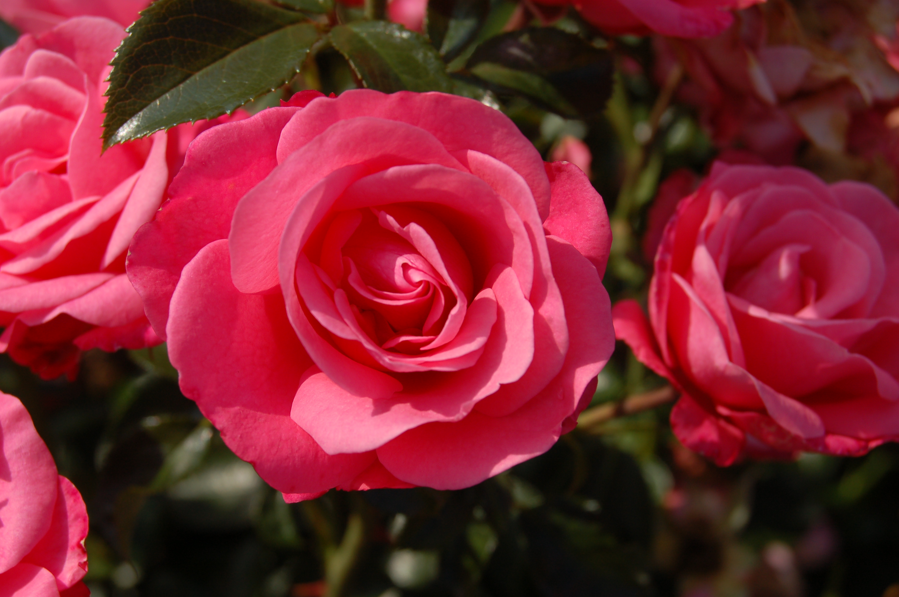 Самые красивые розы для подмосковья фото с названиями