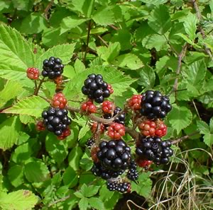 <i>Rubus</i> Genus of plants in the rose family