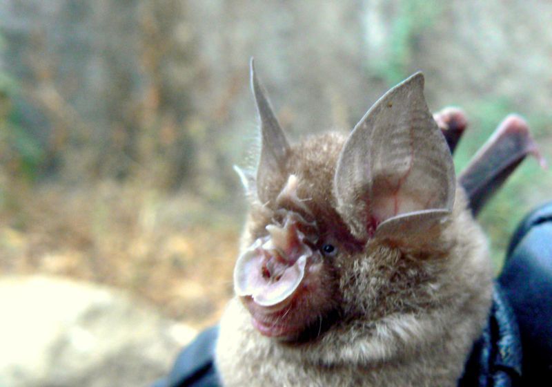 File:Blyth's Horsehoe Bat (Rhinolophus lepidus).JPG