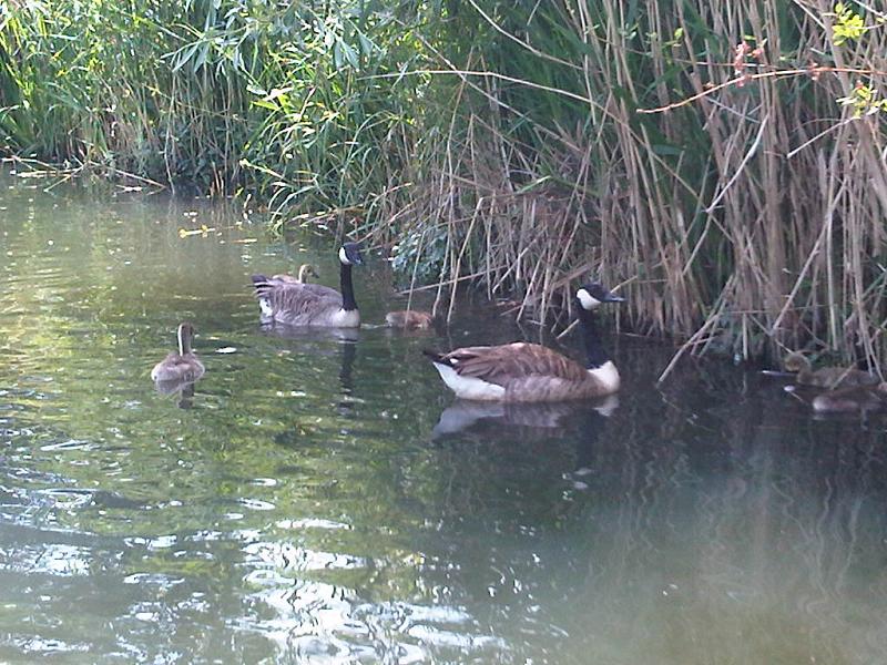 File:Branta canadensis W185.jpg