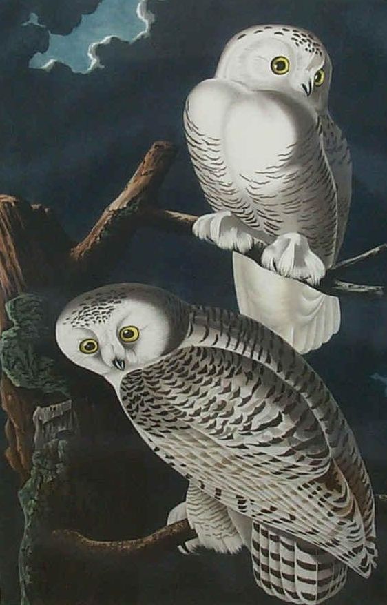 How to draw an owl – now online at Audubon – Sibley Guides