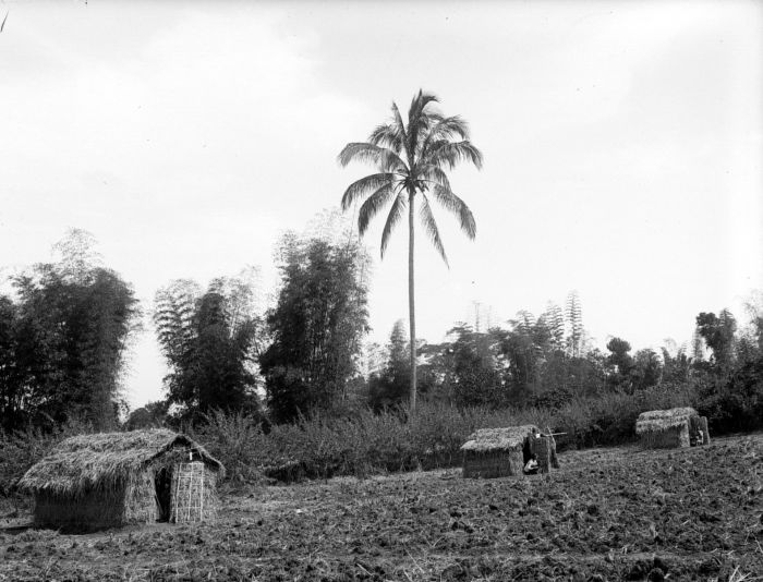 File:COLLECTIE TROPENMUSEUM Hutten op een veld TMnr 10023814.jpg