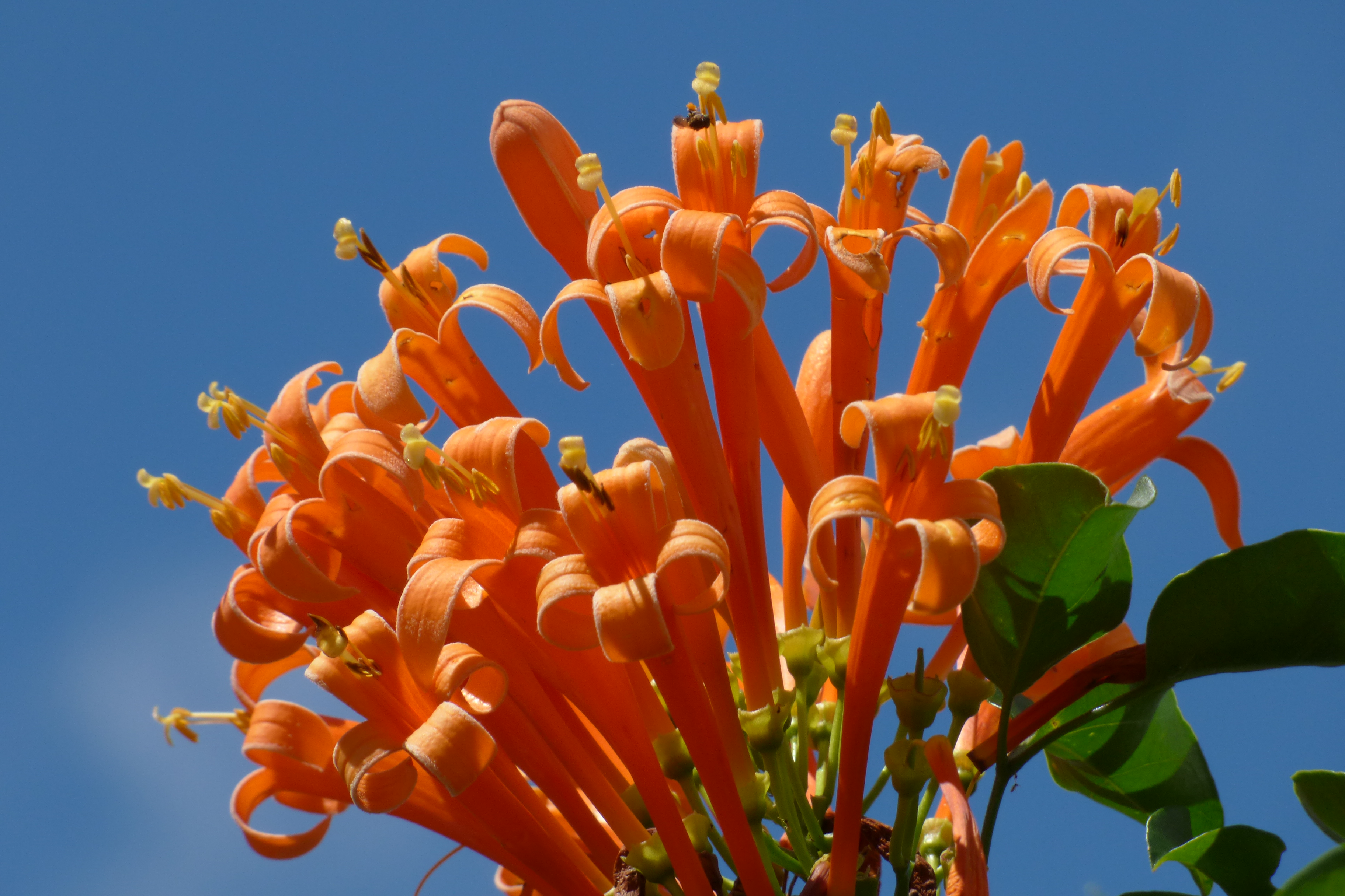 File:Cayena - Lluvia de oro - Jazmín de fuego - Siete de bastos (Pyrostegia  venusta) (14395100840).jpg - Wikimedia Commons