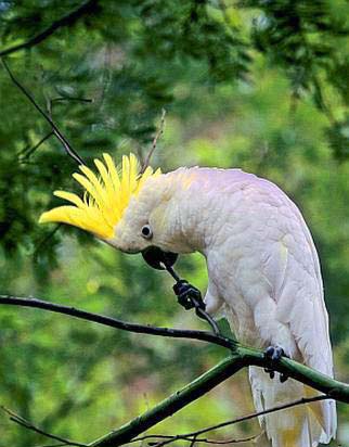 File:Cockatoo.jpg