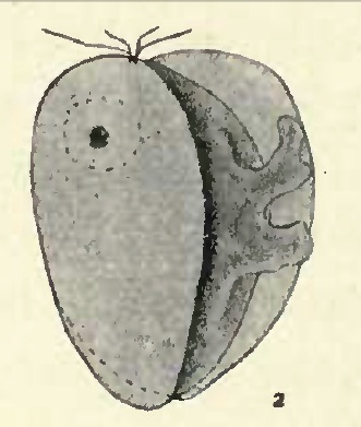 Ficheiro:Collodictyon pseudopodoa (extracted).jpg