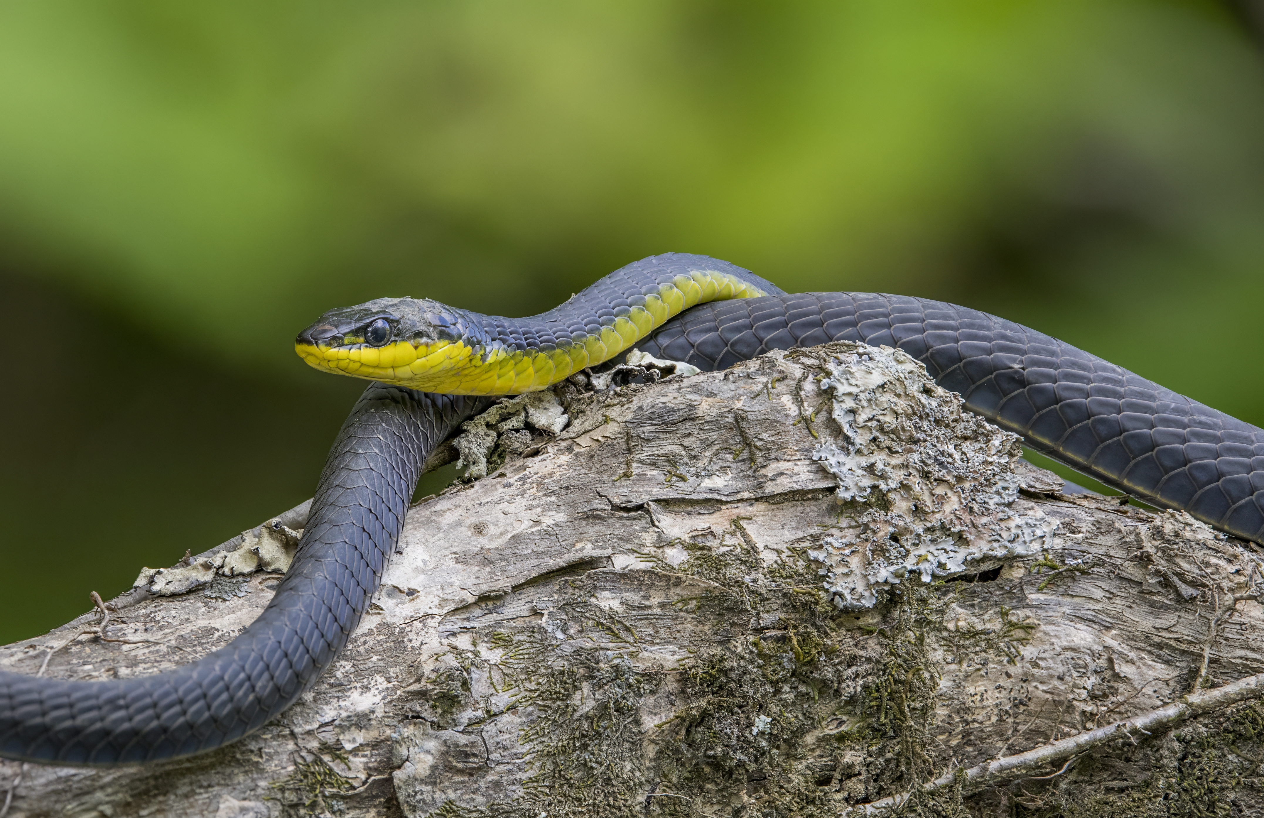 Chinese green snake - Wikipedia