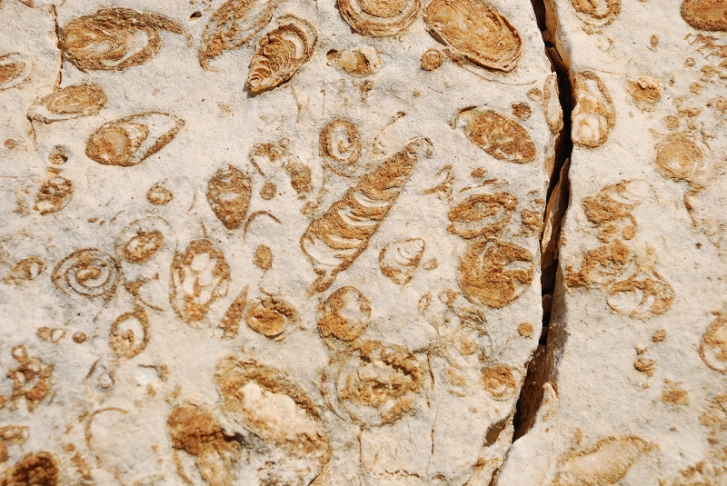 gastropods fossils