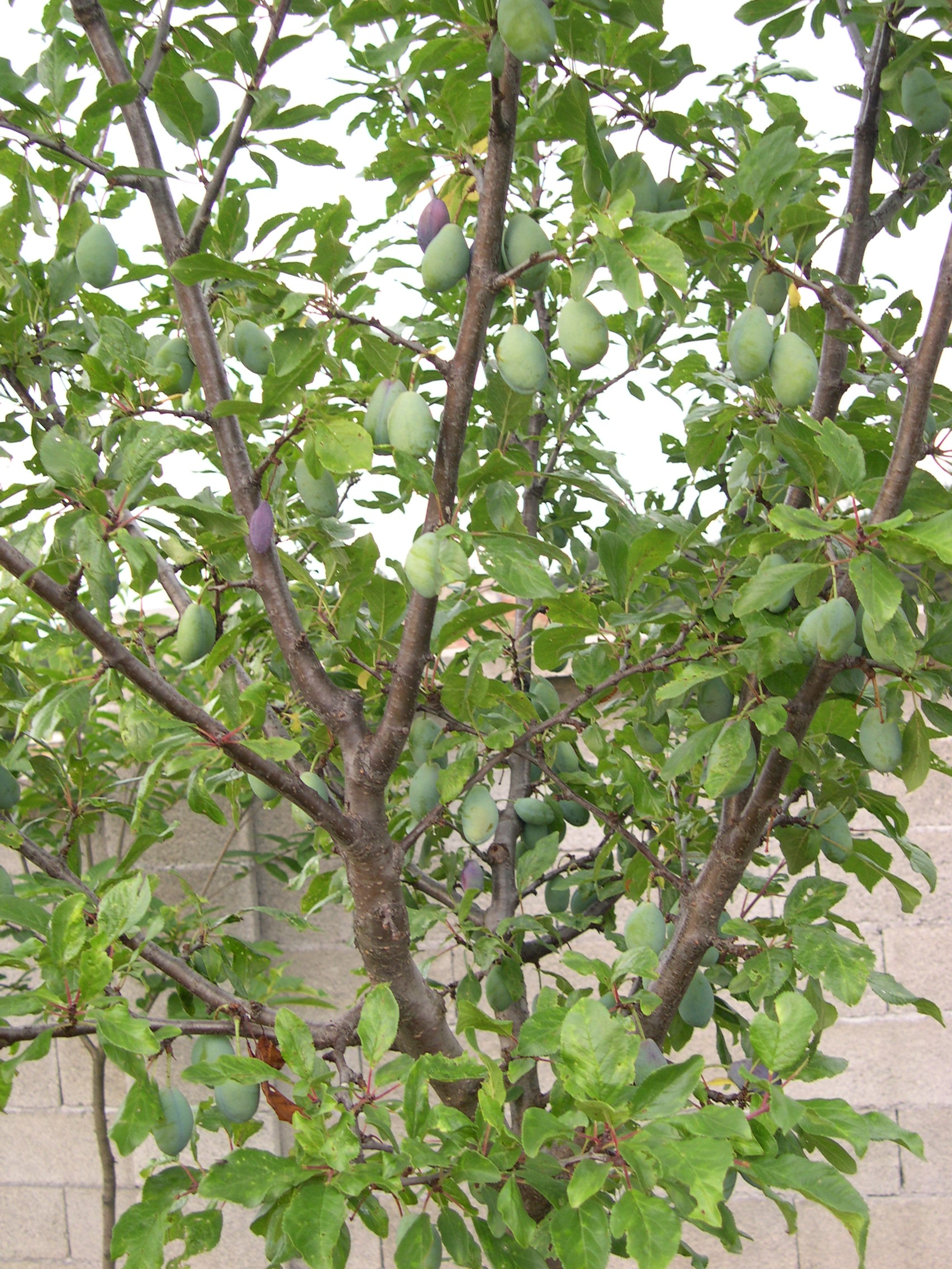 Bulgarische Obstbäume