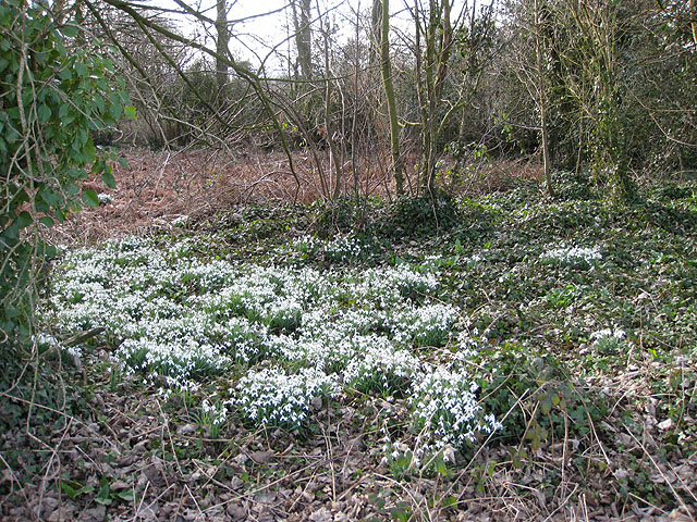 File:Drifts of snowdrops - geograph.org.uk - 1181104.jpg