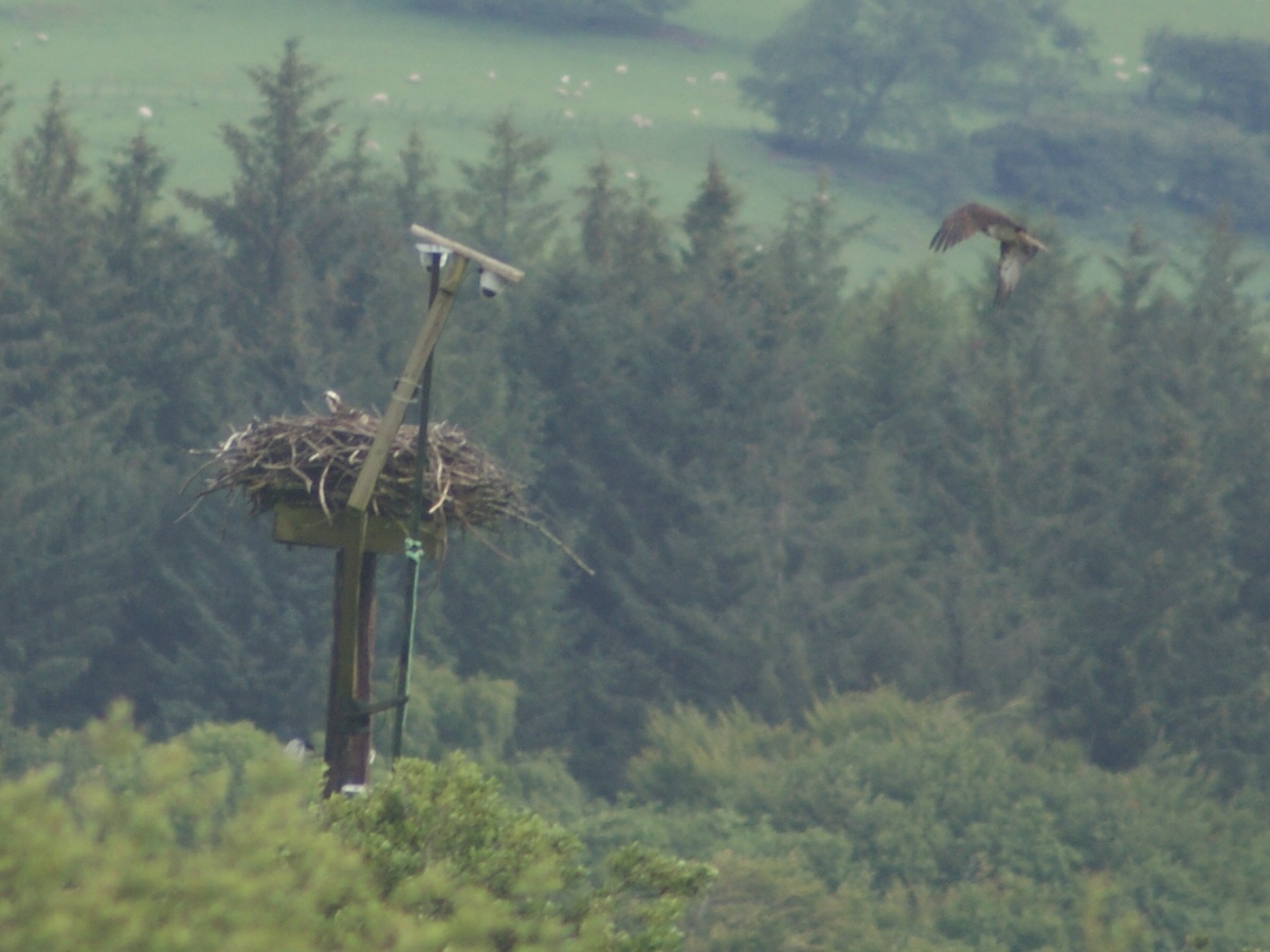 Dyfi Osprey Project